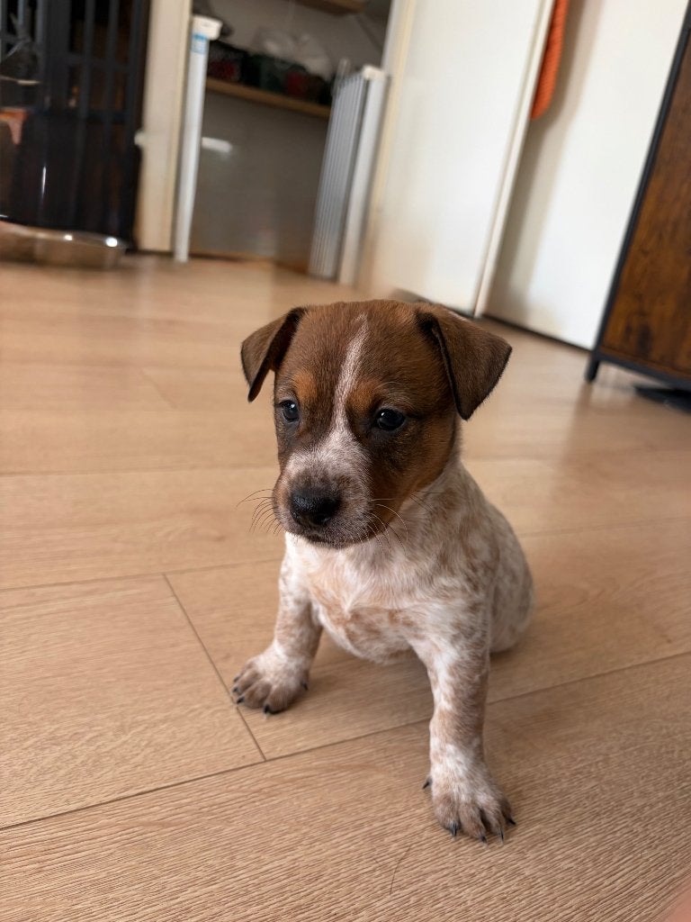 Jack Russell x Australian Cattle Dog pups. Nog 1 beschikbaar, Parvo, 8 tot 15 weken, Meerdere, Meerdere dieren