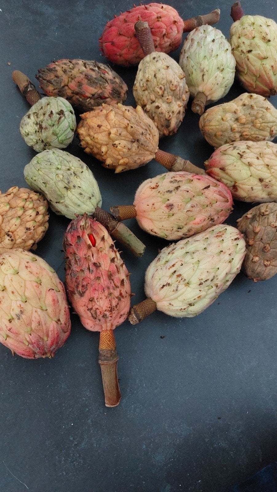 te koop magnolie, Diversen, Ophalen of Verzenden