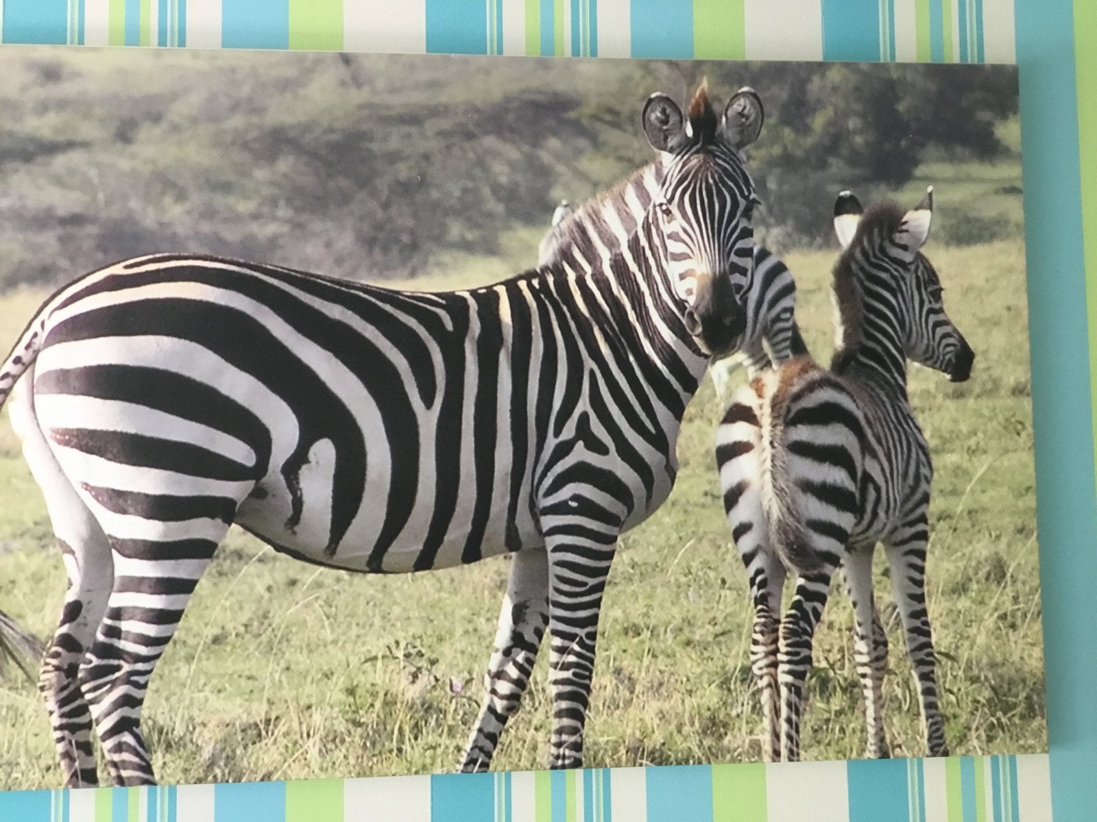 Zebra met veulen - Foto afdruk op canvas uit Kenia 75x100 cm, Ophalen, 50 – 75, Zo goed als nieuw, 75 tot 100 cm