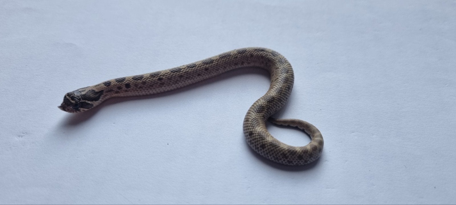 haakneusslangen (heterodon nasicus) Hognose Snake photo 6