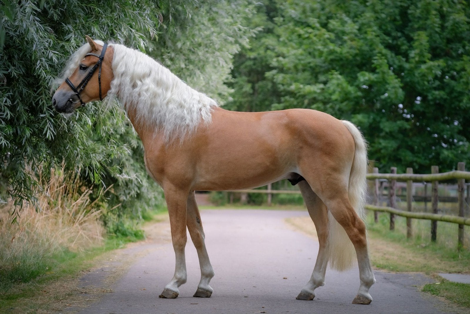 Spectaculair bewegende haflinger dekhengst, Dieren en Toebehoren, Pony's, E pony (1.48m - 1.57m), Met stamboom, Dressuurpony, Hengst