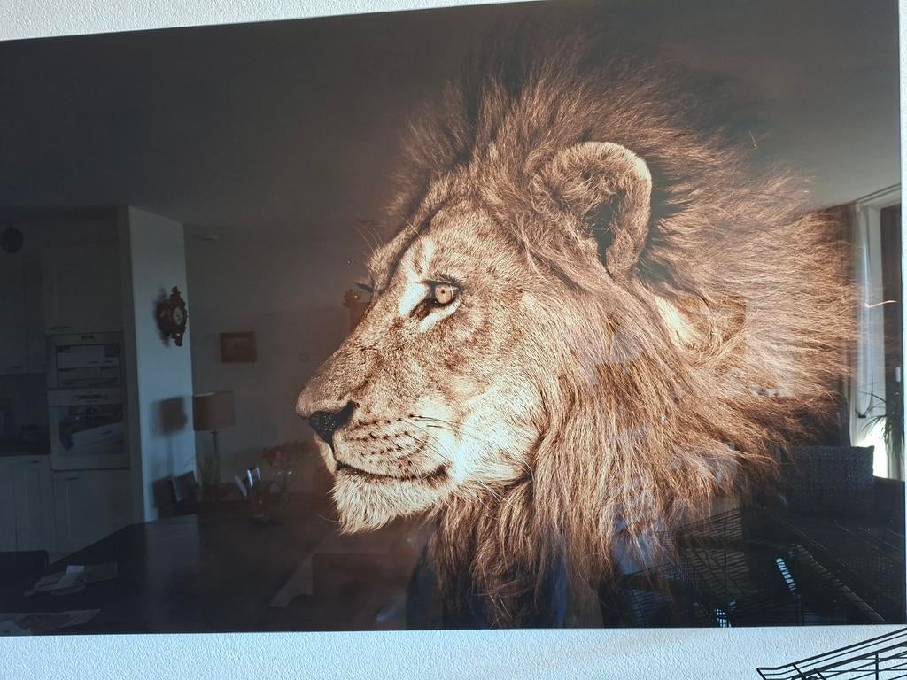 Leeuw op glas 120 cm en 80 cm, Ophalen of Verzenden