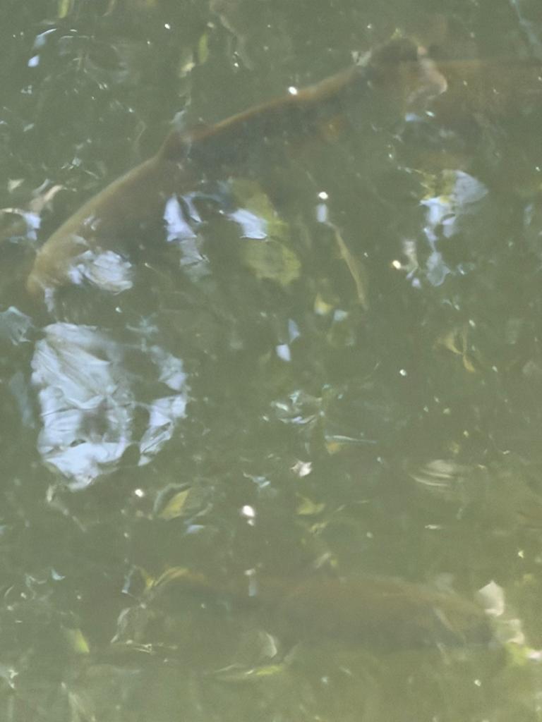 Koi 10 tot 20 cm, Karper of Koi