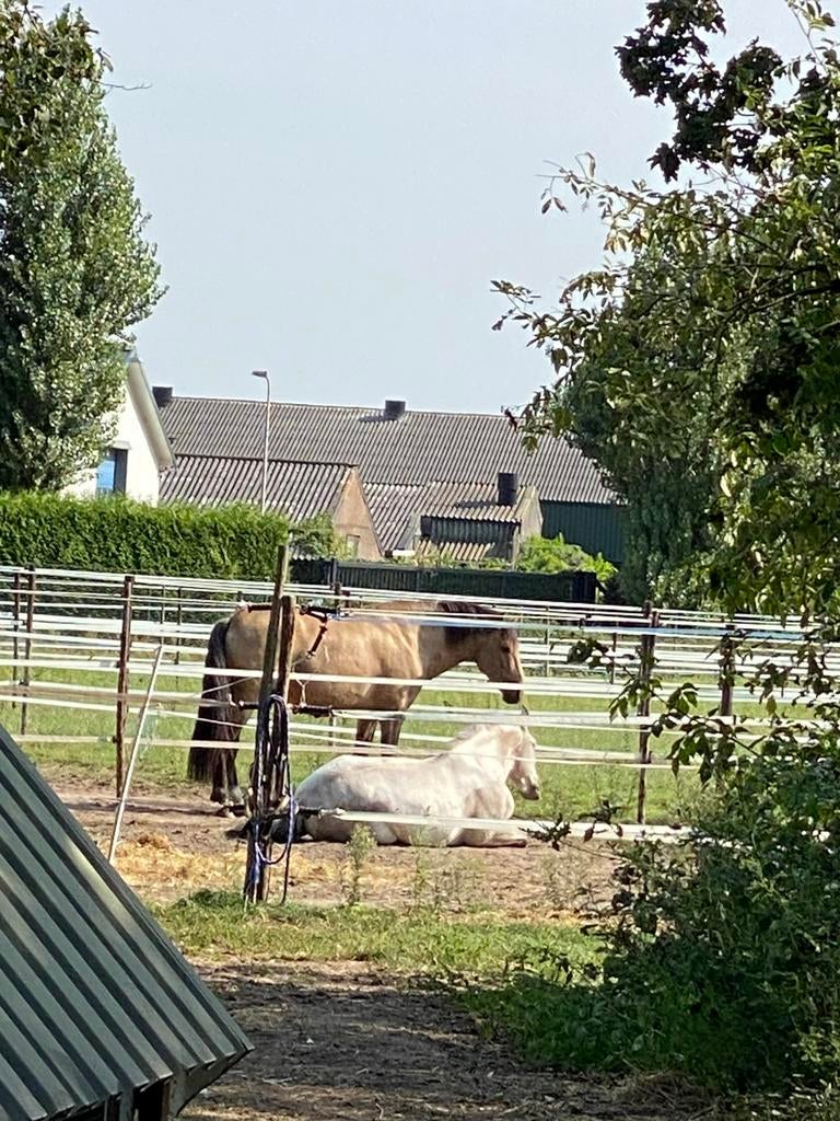 Stalling en weidegang, Dieren en Toebehoren, Stalling en Weidegang, Weidegang, 4 paarden of pony's of meer