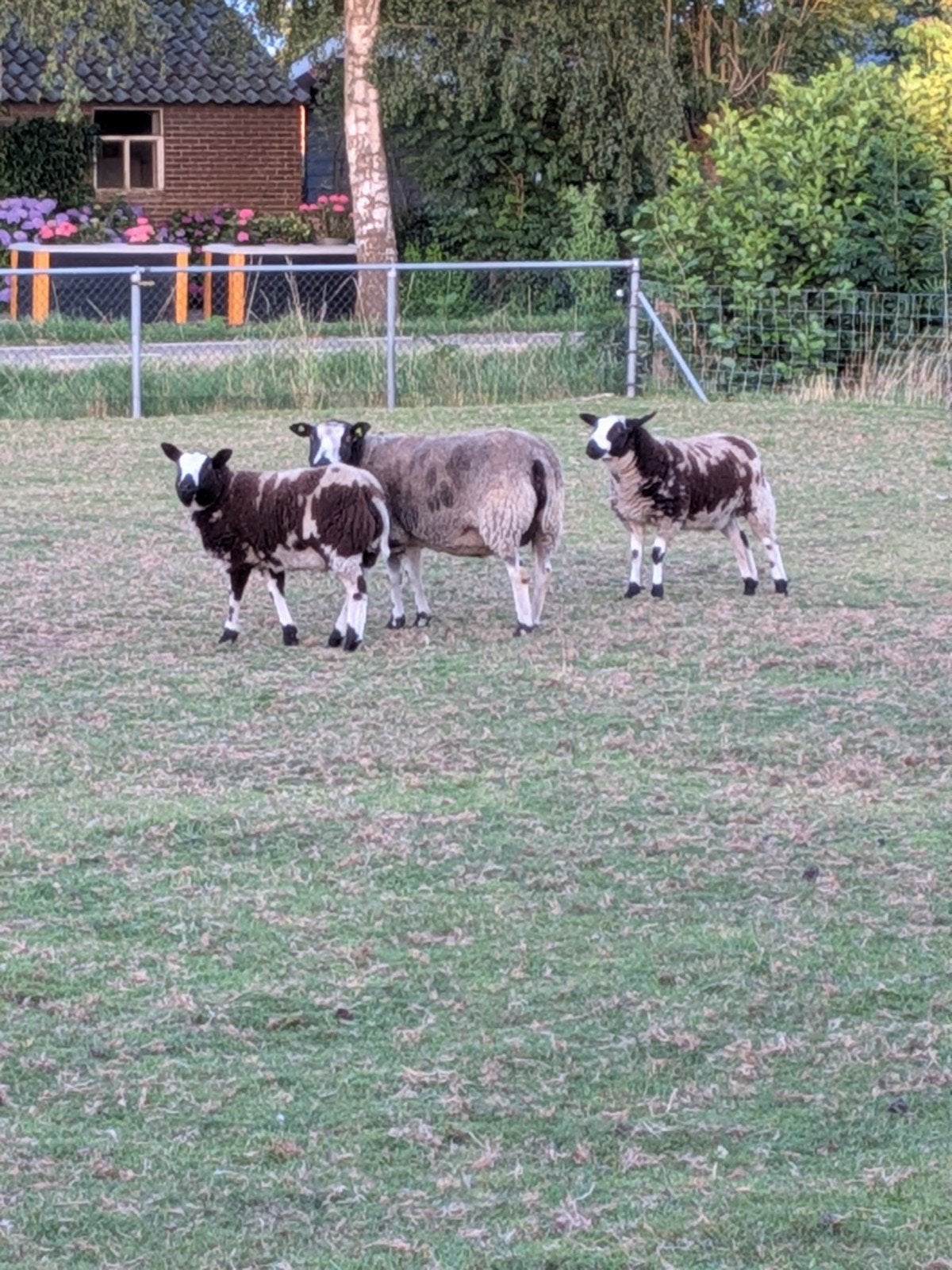 2 prachtige bonte ooilammeren te koop, Dieren en Toebehoren, Schapen, Geiten en Varkens, Vrouwelijk, Schaap, 0 tot 2 jaar