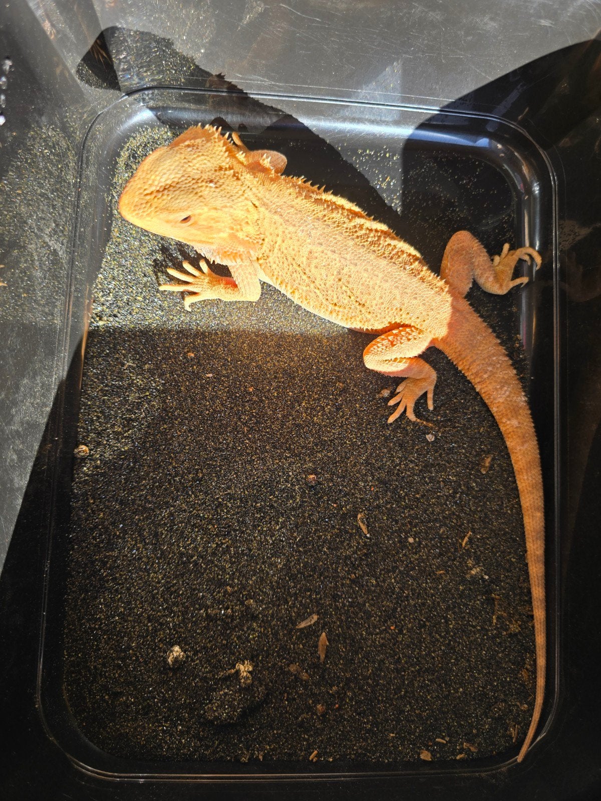 Prachtige vrouwelijke Translucent baardagaam Bearded Dragon photo 3