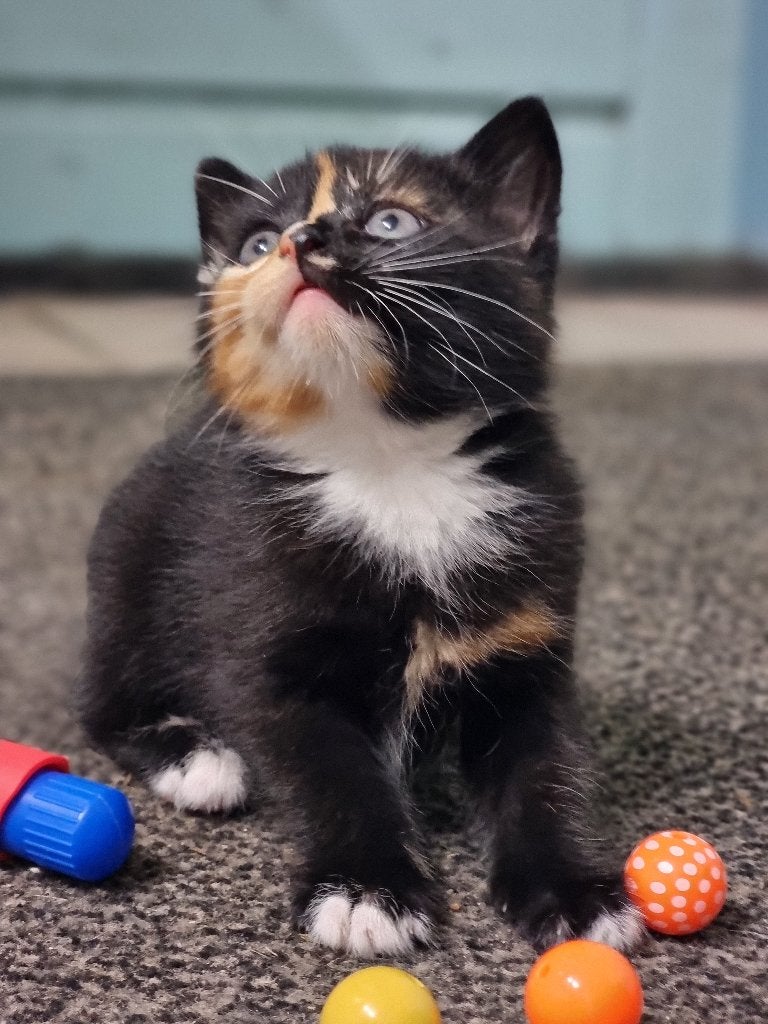 Kittens, Dieren en Toebehoren, Meerdere dieren, Ontwormd