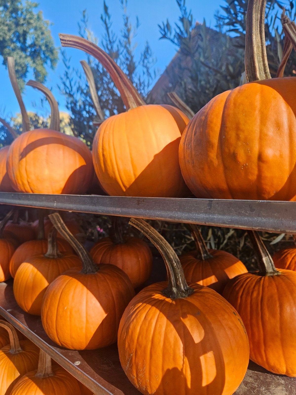 Pompoenen - Halloween, sier en eetbaar, Ophalen, Eenjarig, Groenteplanten, Volle zon