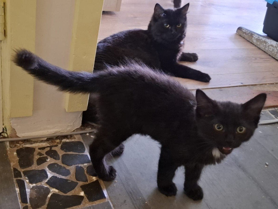 Laatste ragdoll katertje nu in prijs verlaagd, Kater, Langharig, 0 tot 2 jaar