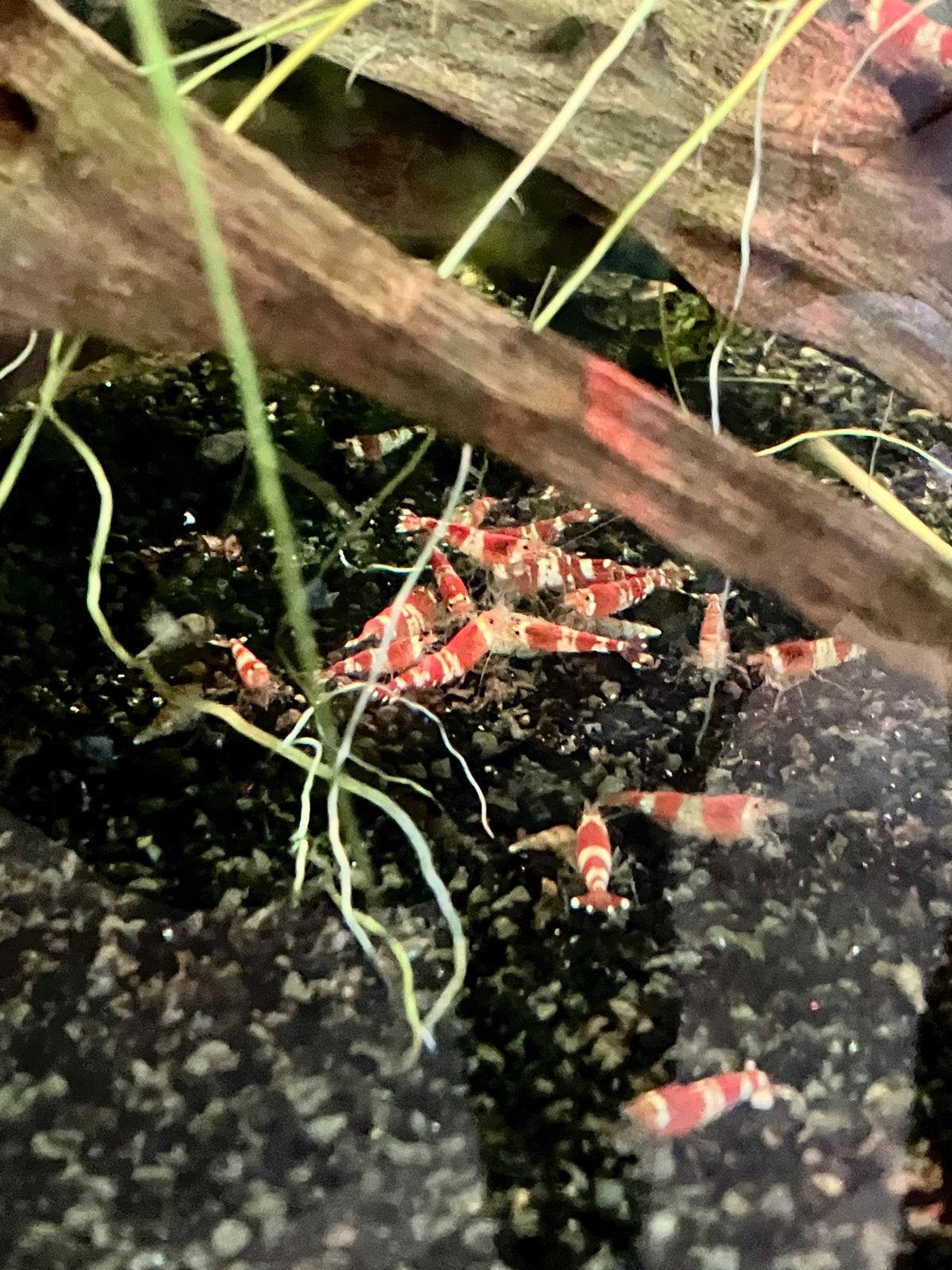 Crystal Red garnalen, Dieren en Toebehoren, Kreeft, Krab of Garnaal