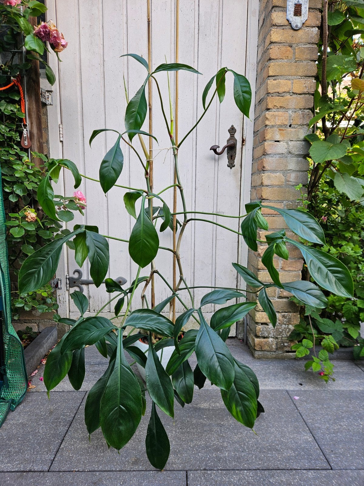 Philodendron 69686, Ophalen, Halfschaduw