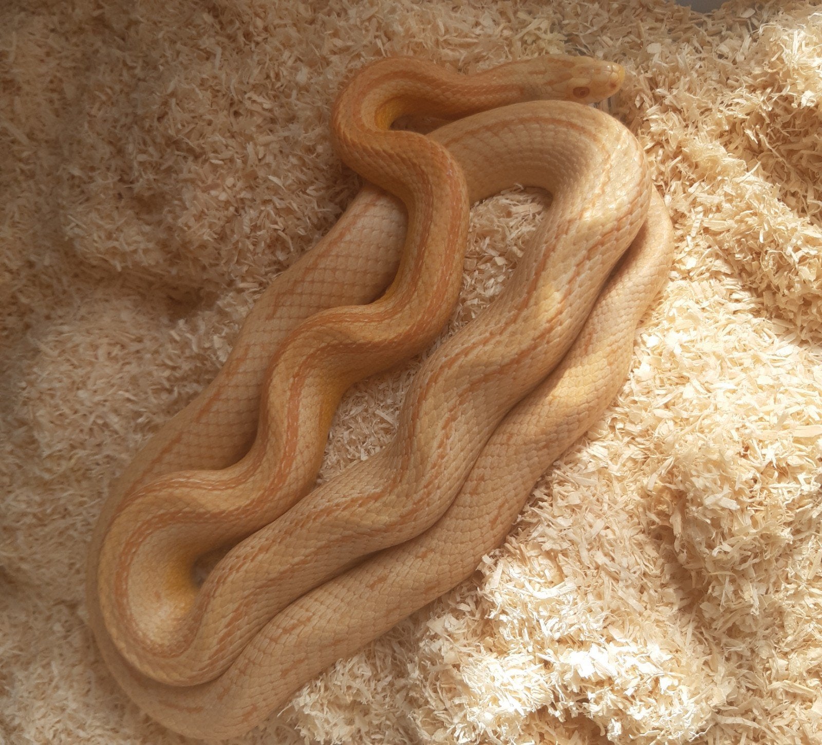 Rattenslang 1.0 Buf butter stripe Rat Snake - male for sale from Snake Lady