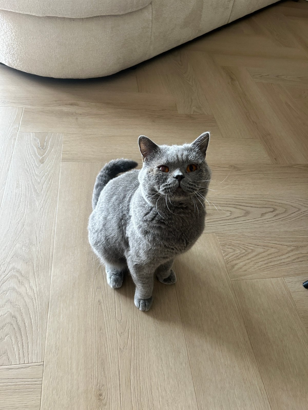 Lieve Britse korthaar zoekt een nieuw thuis, Kater, Ontwormd, 0 tot 2 jaar