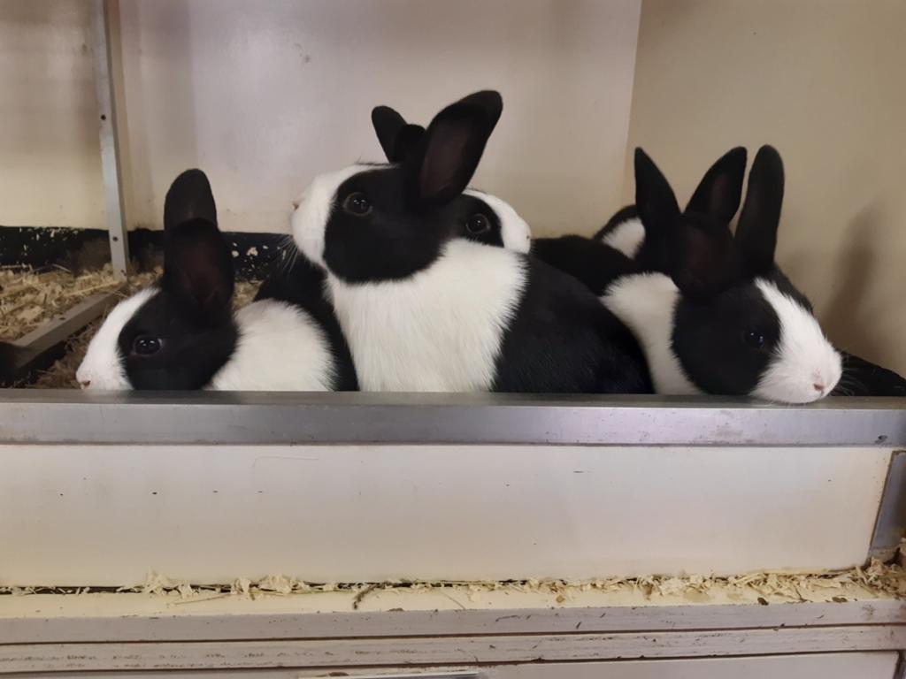 Jonge raszuivere Hollander konijntjes, Dieren en Toebehoren, Konijnen, Meerdere dieren, 0 tot 2 jaar
