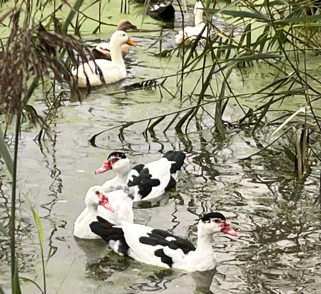 Muskus eenden, Dieren en Toebehoren, Meerdere dieren, Eend