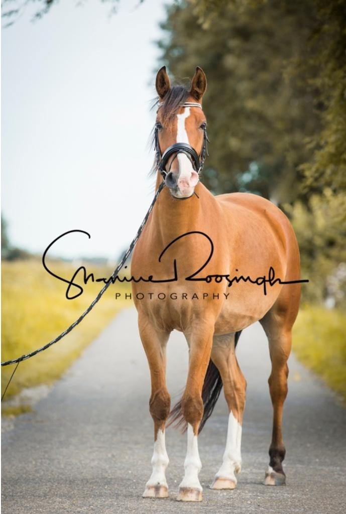 Lieve E pony met potentie!, E pony (1.48m - 1.57m), B, Ruin, 7 tot 10 jaar
