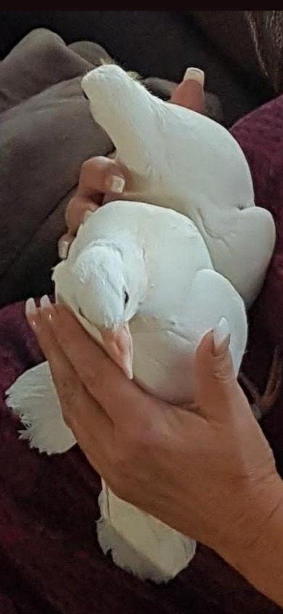 Witteduiven, Dieren en Toebehoren, Vogels | Duiven, Postduif, Meerdere dieren