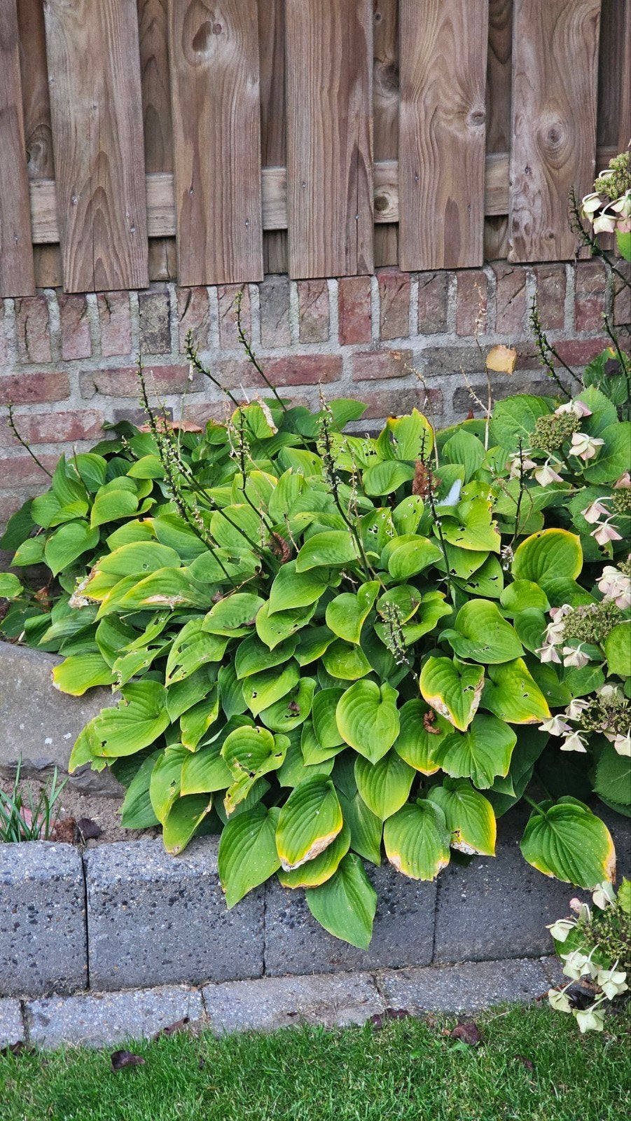 4 Hosta planten, Ophalen, Overige soorten, Halfschaduw