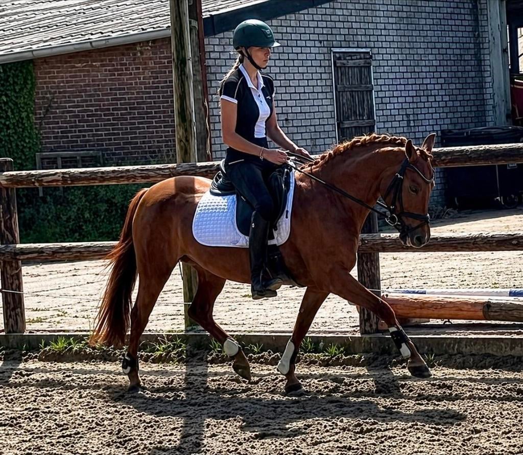 **Super knappe lieve aanhankelijke NF STER merrie te koop**, Dieren en Toebehoren, Merrie, D pony (1.37m tot 1.48m), Met stamboom