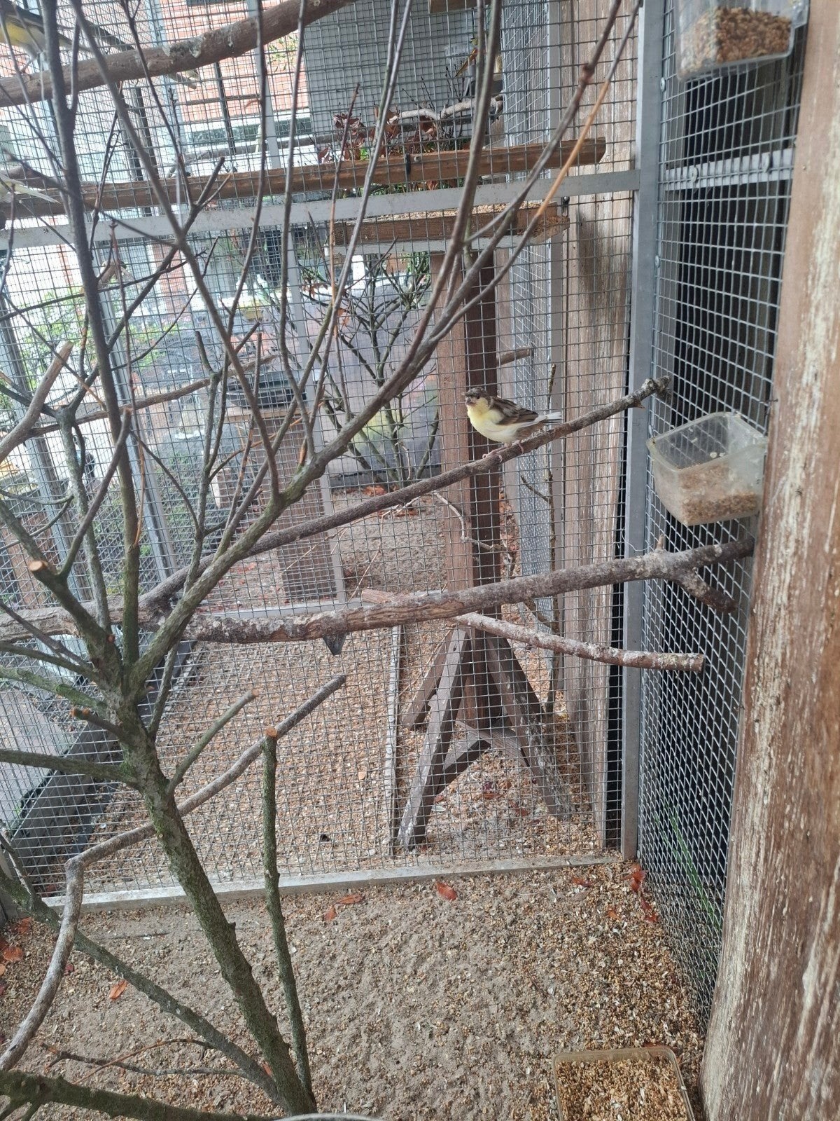 Te koop  meerdere vogels 2x burks koppel rose onverwant., Dieren en Toebehoren, Ophalen, Nieuw, Hout, Volière