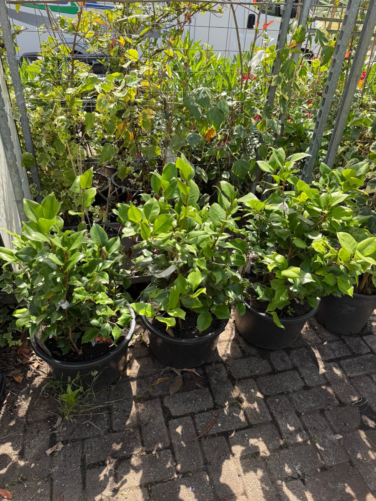 Camelia dr king  grote volle bak leuk voor vroege voorjaar, Vaste plant, Halfschaduw, Lente, Ophalen