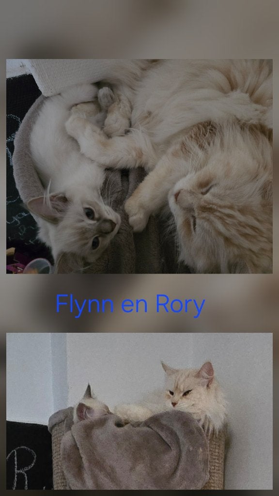 Ragdoll kitten met vleugje maine coon, Kater, Gechipt, 0 tot 2 jaar