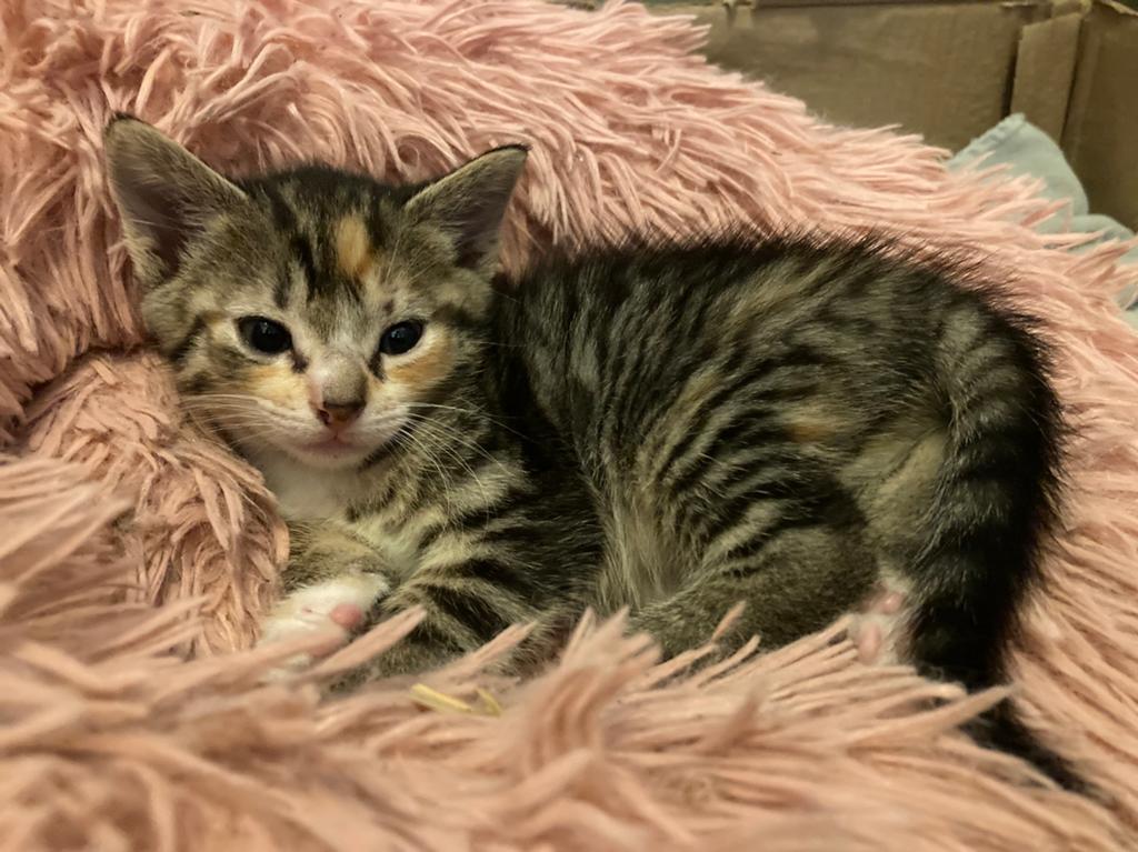 5 prachtige cyperse/zwartwitte kittens, Dieren en Toebehoren, Katten en Kittens | Overige Katten, Meerdere dieren, Kortharig, 0 tot 2 jaar