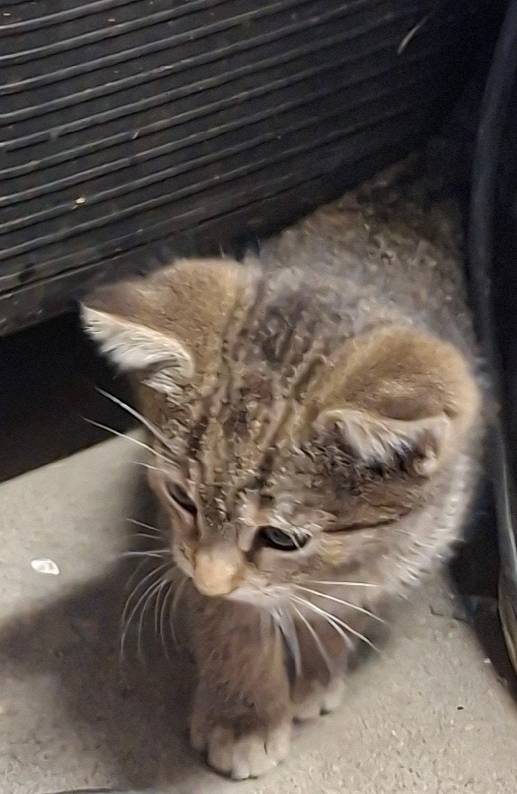 1 lieve kitten zoekt nog een fijn thuis, Dieren en Toebehoren, Meerdere dieren