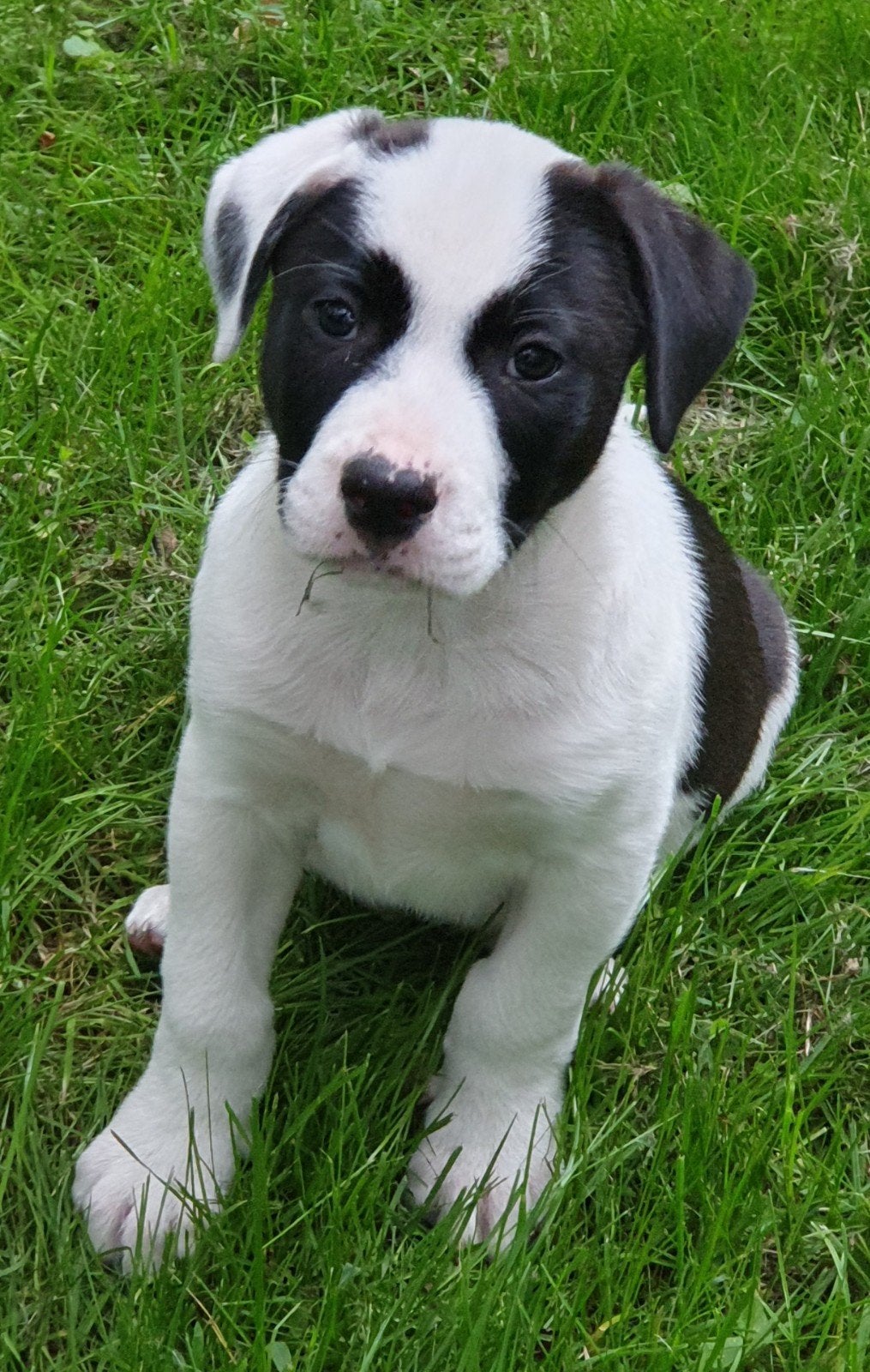 laatste pup is nog op zoek naar een liefdevol thuis., Dieren en Toebehoren, Honden | Bulldogs, Pinschers en Molossers, Parvo, Reu