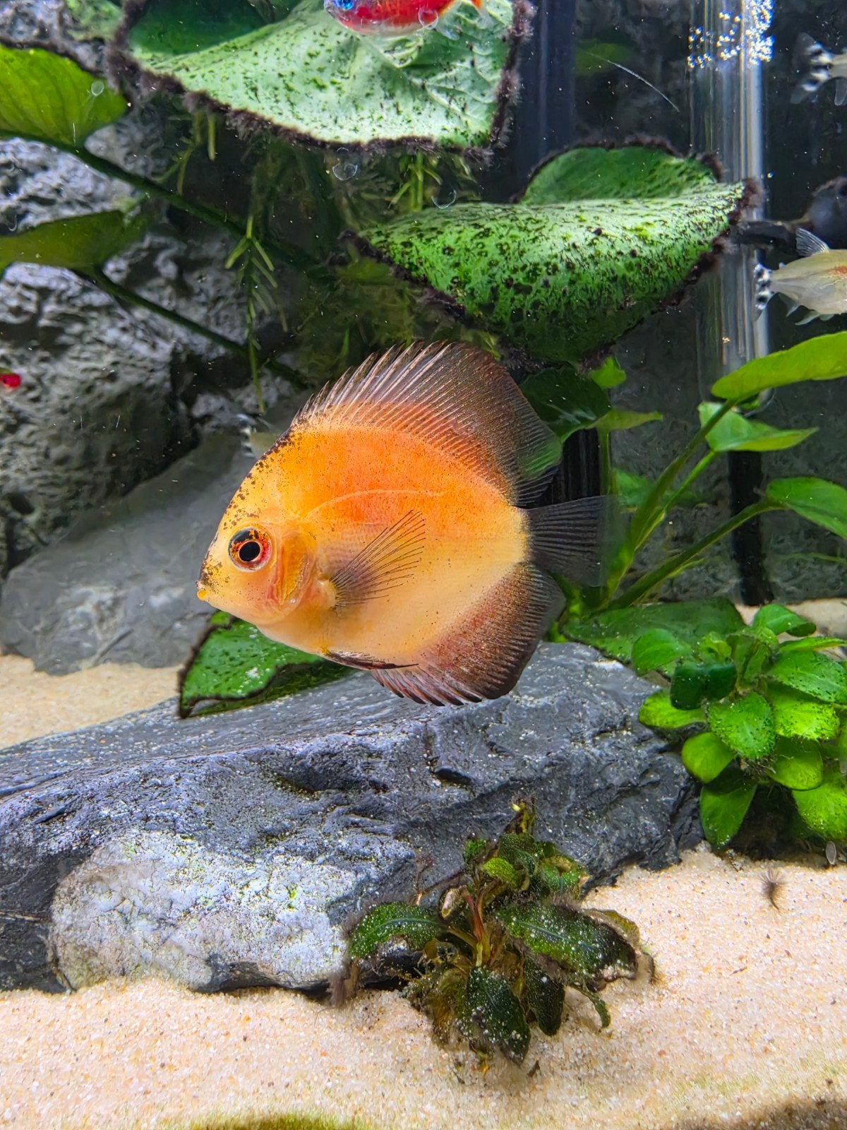 2 discus, Dieren en Toebehoren, Vis