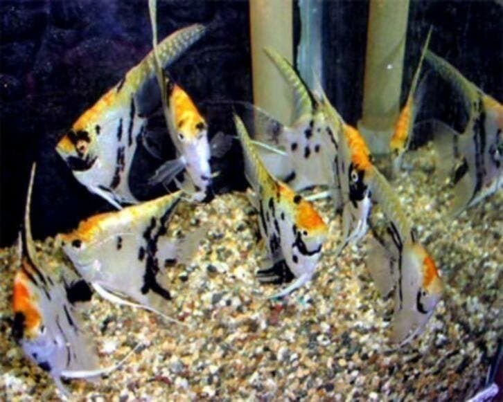 75000 vissen, malawi, discus, zalmen, tetra`s, gourami, cory, Dieren en Toebehoren, Vissen | Aquariumvissen, Vis