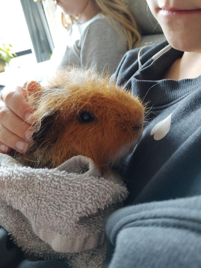 Gratis cavia beertjes, Dieren en Toebehoren, Knaagdieren, Mei, Mannelijk, Cavia