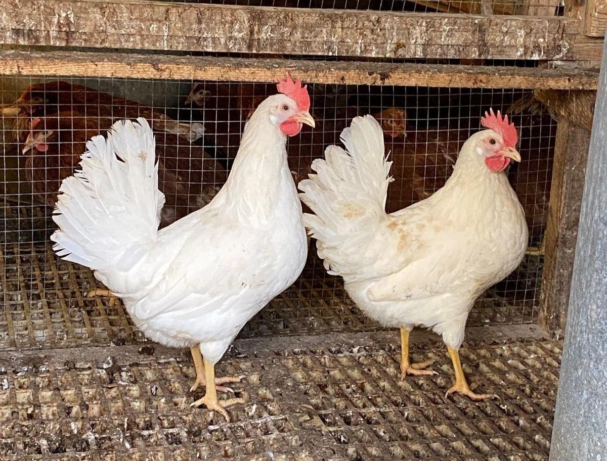 Mooie jonge witte legkippen leghennen te koop net aan de leg, Dieren en Toebehoren, Pluimvee, Vrouwelijk, Kip
