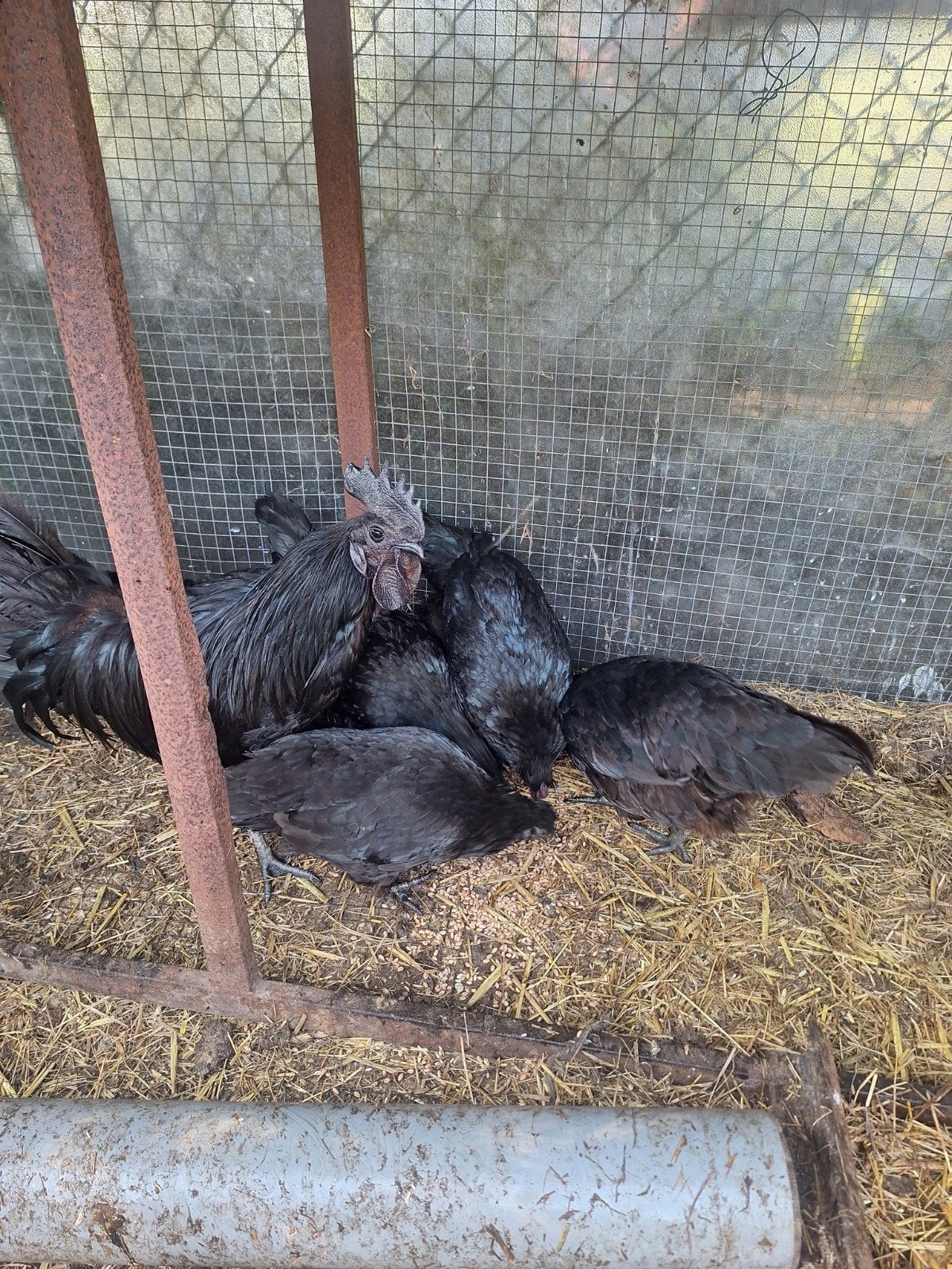koppel ayam ceyami, Dieren en Toebehoren, Pluimvee, Meerdere dieren, Kip