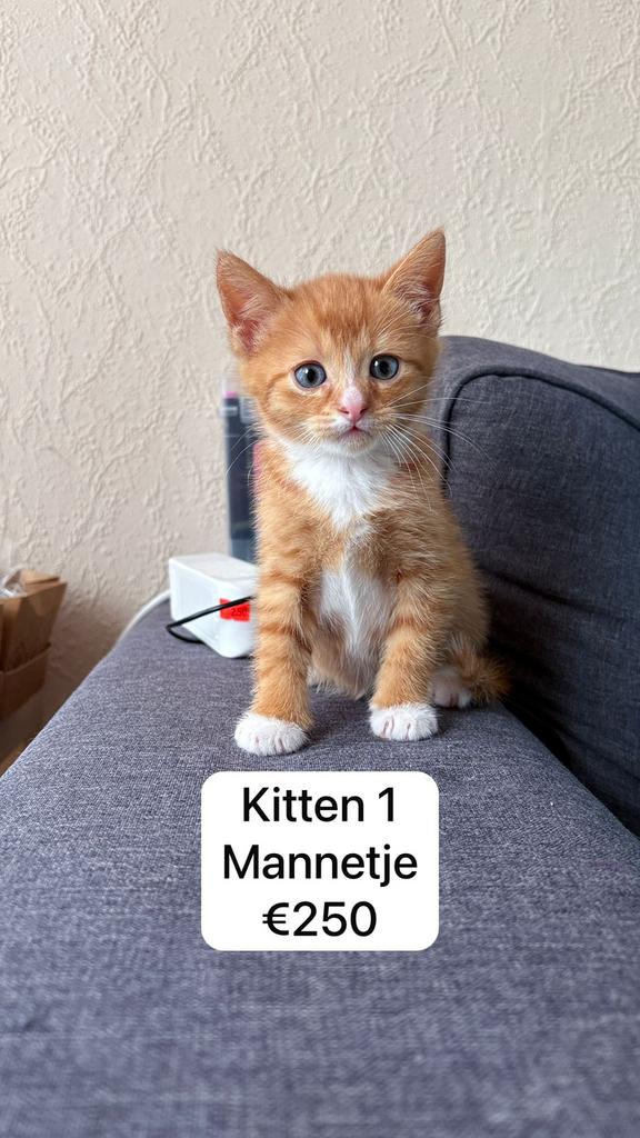 2 Europese korthaar kittens, Meerdere dieren, Kortharig, 0 tot 2 jaar
