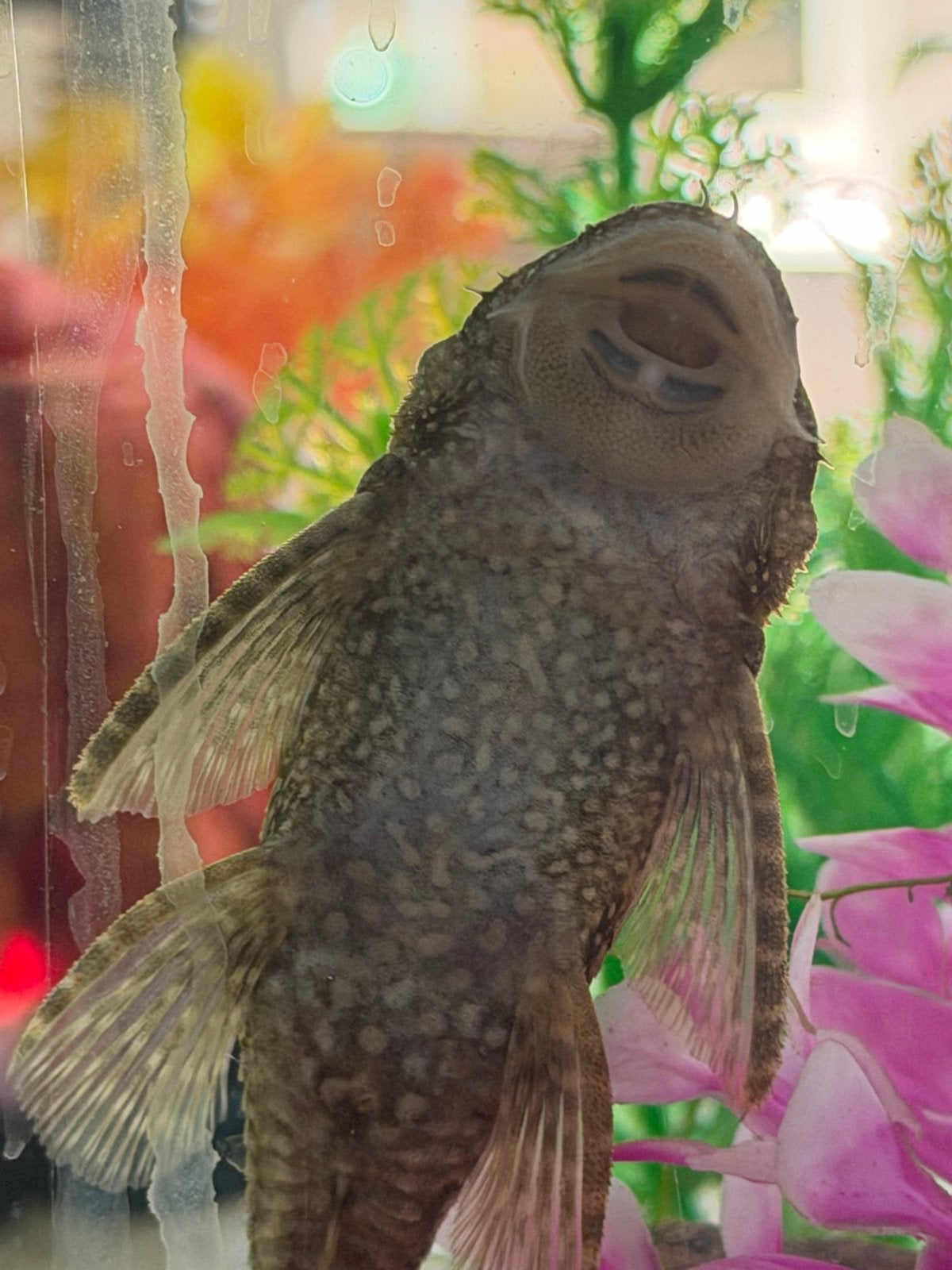 Gezonde algeneters (borstelneus)