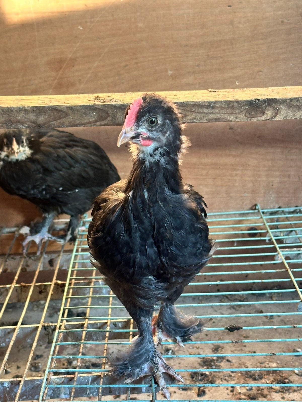 Marans haantjes, Dieren en Toebehoren, Pluimvee, Mannelijk, Kip