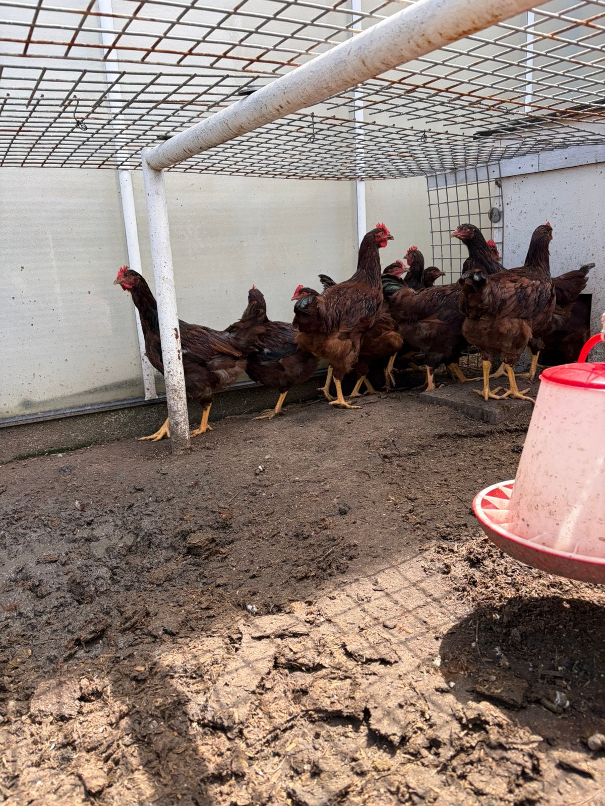 Rhode island red hanen, Dieren en Toebehoren, Pluimvee, Mannelijk, Kip