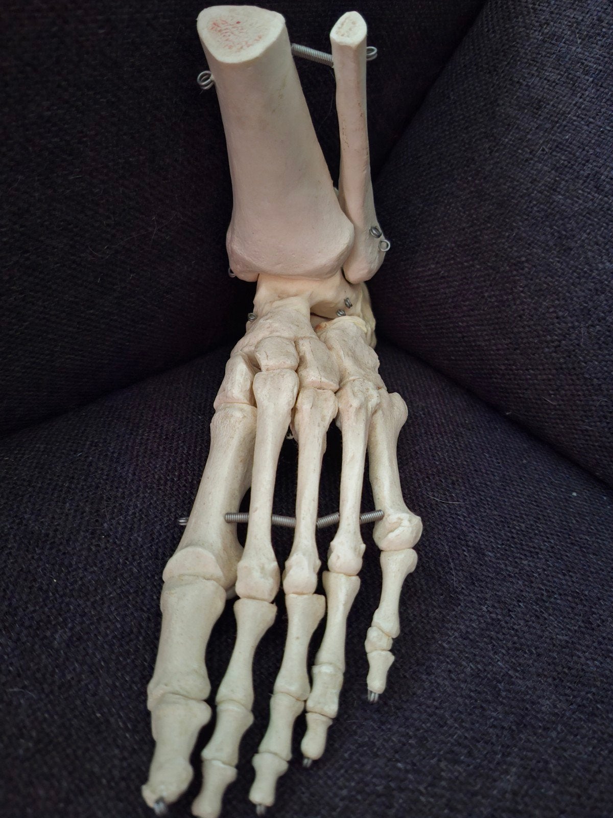 anatomische voet skelet, Ophalen
