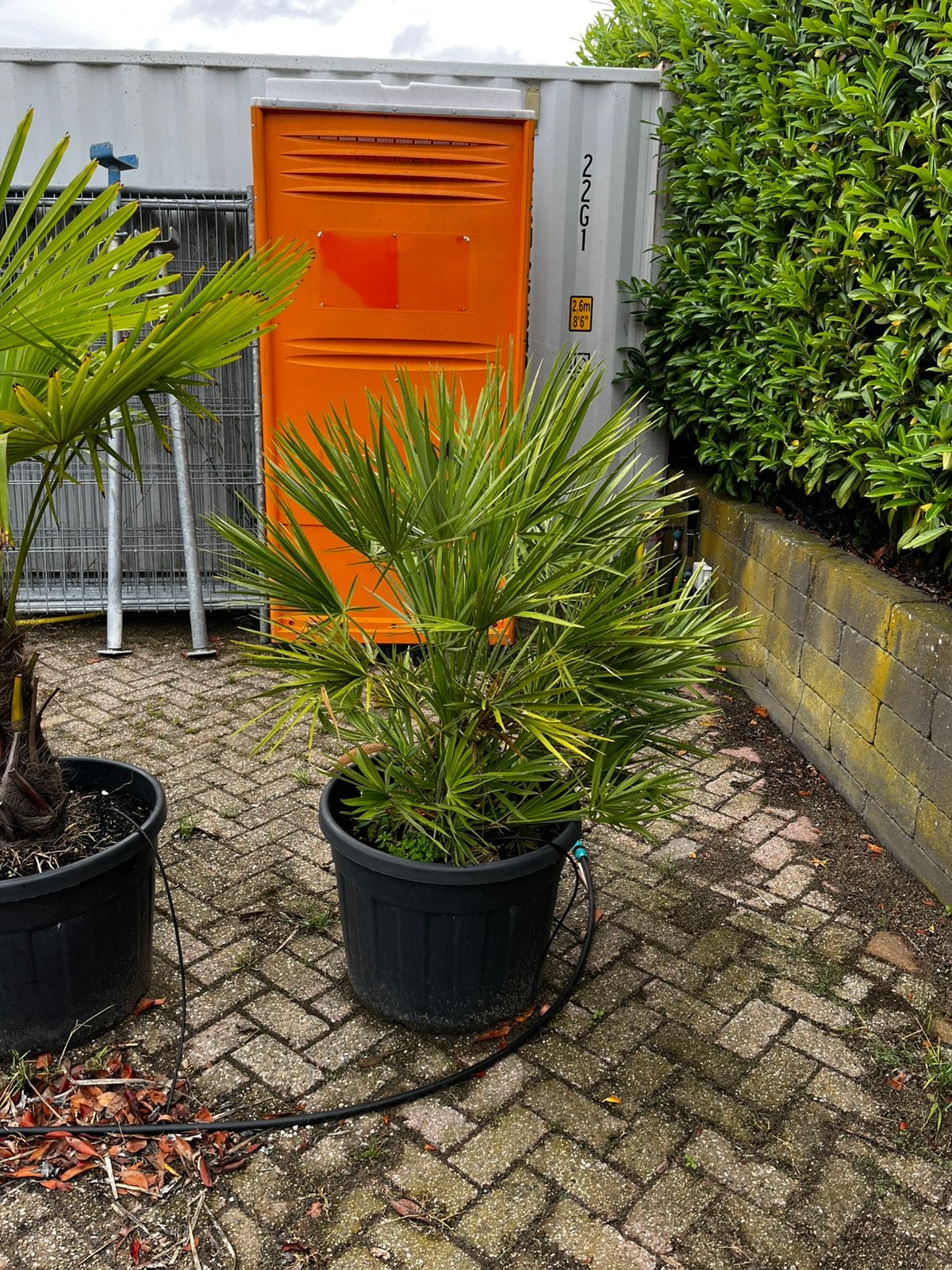 Laatste Chamaerops humilis, dwergpalm, 100 tot 250 cm, Zomer, Palmboom, Ophalen
