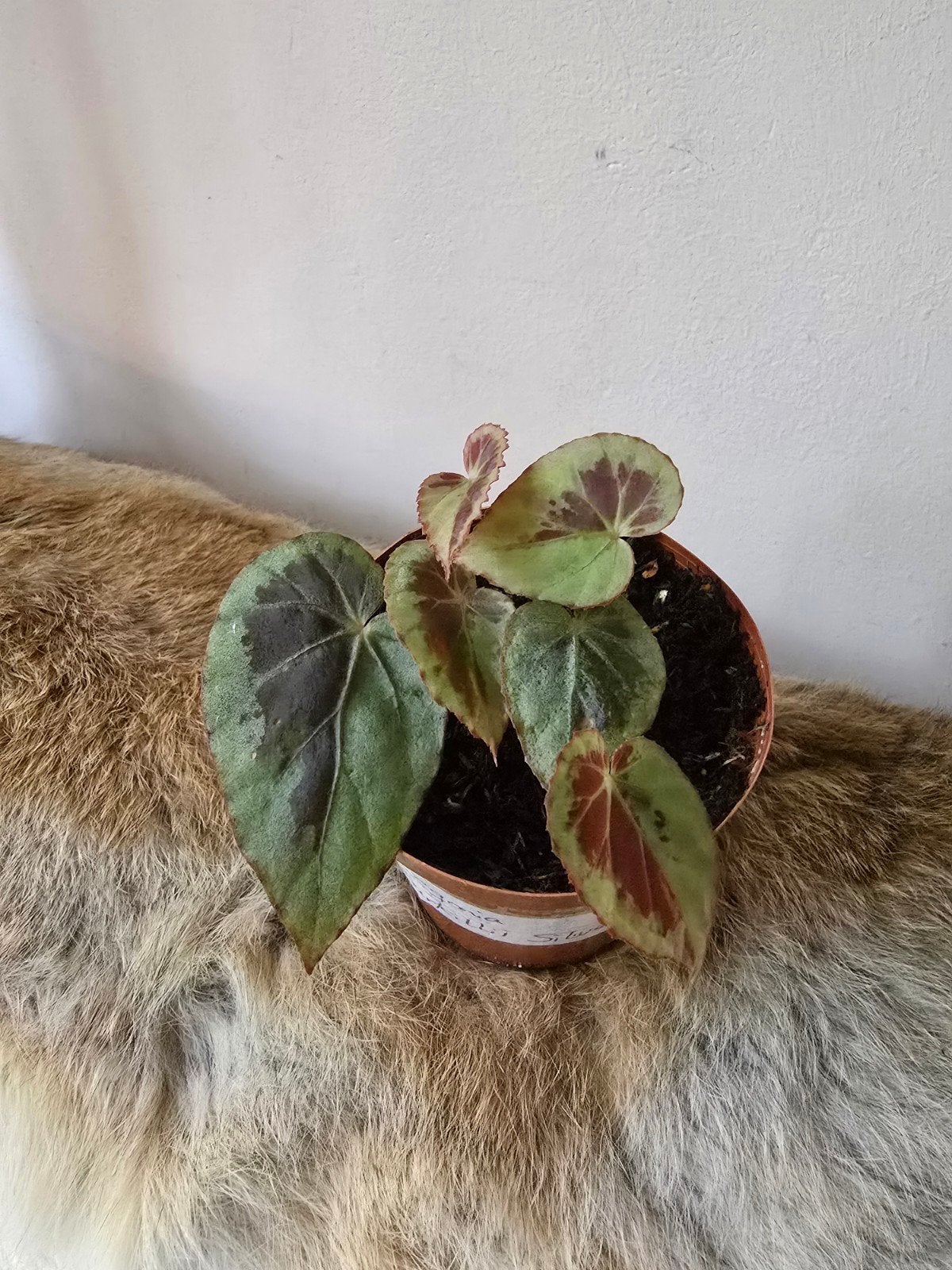 begonia Burkillii silver edge, Huis en Inrichting, Kamerplanten, Ophalen of Verzenden, Halfschaduw, Minder dan 100 cm