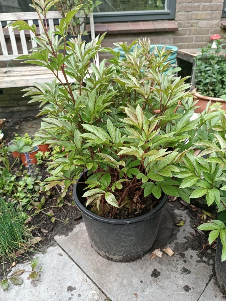 Grote kluit Roze pioenrozen, Tuin en Terras, Planten | Tuinplanten, Ophalen, Lente, Vaste plant, Overige soorten