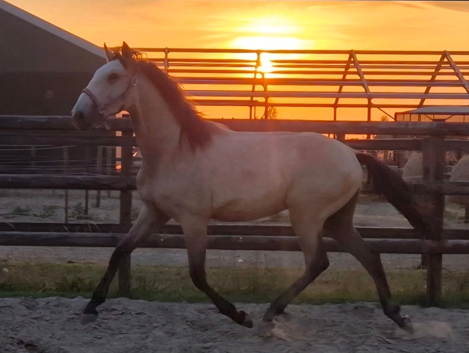 Super lieve knappe lusitano hengst, Dieren en Toebehoren, Paarden, Hengst, Met stamboom, 0 tot 2 jaar