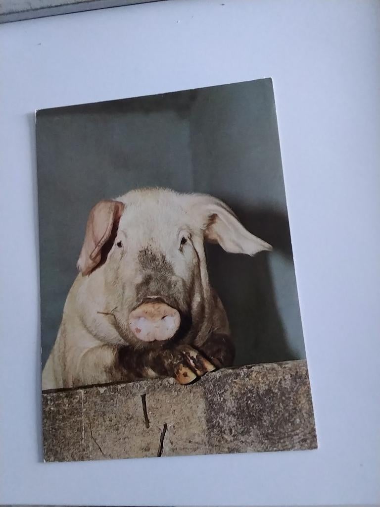 ZWIJN, Ophalen of Verzenden, Sterren en Beroemdheden