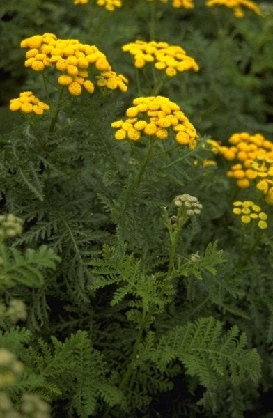 Uit de biologische moestuin: Boerenwormkruid, zaden, Ophalen of Verzenden, Gehele jaar, Volle zon, Zaad