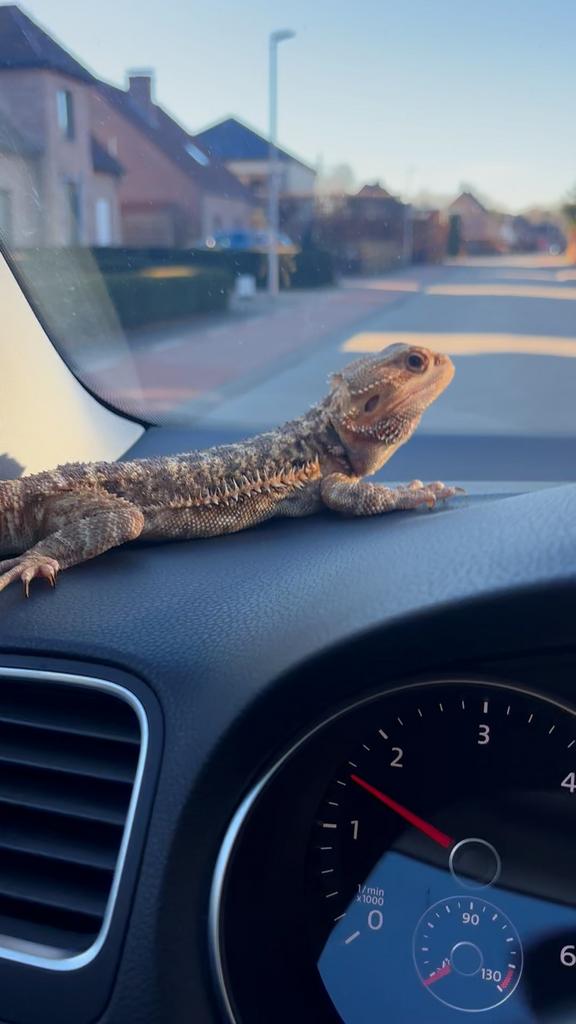 De liefste baardagaam Bearded Dragon - male for sale from me