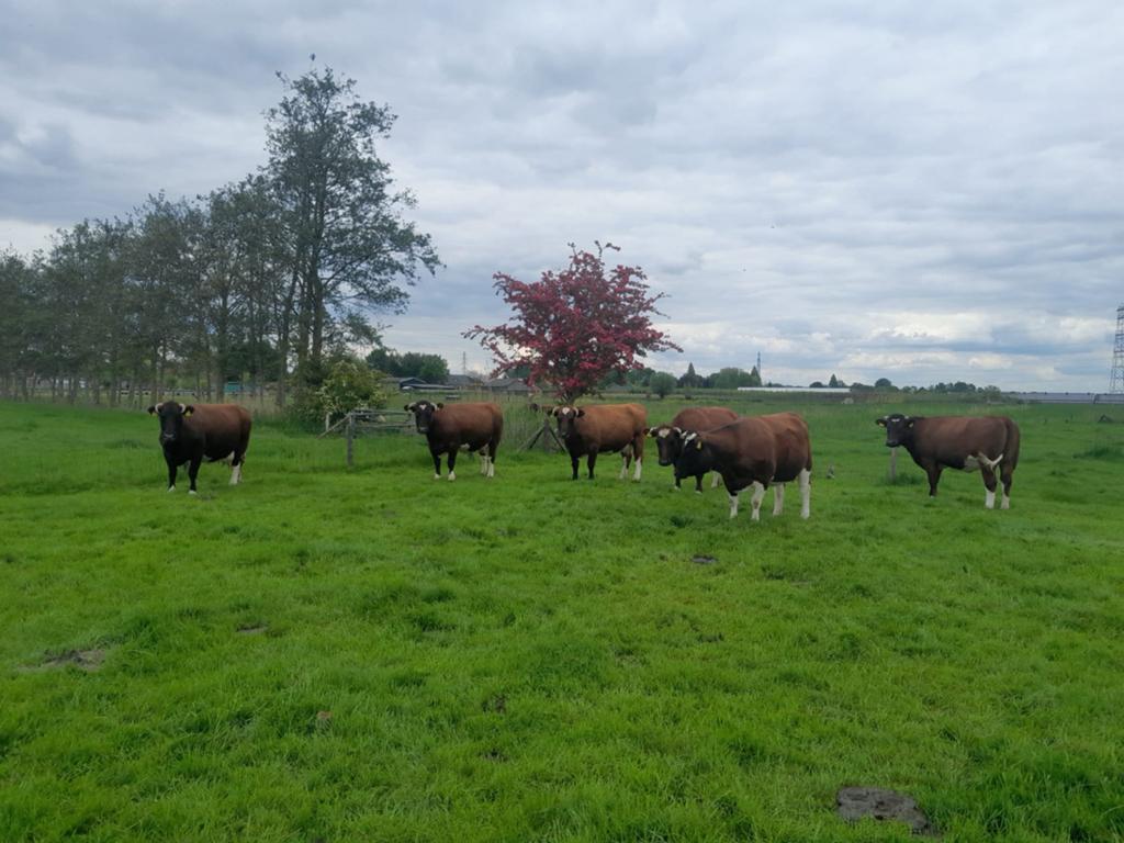 Dragende Brandrode koeien, Vrouwelijk