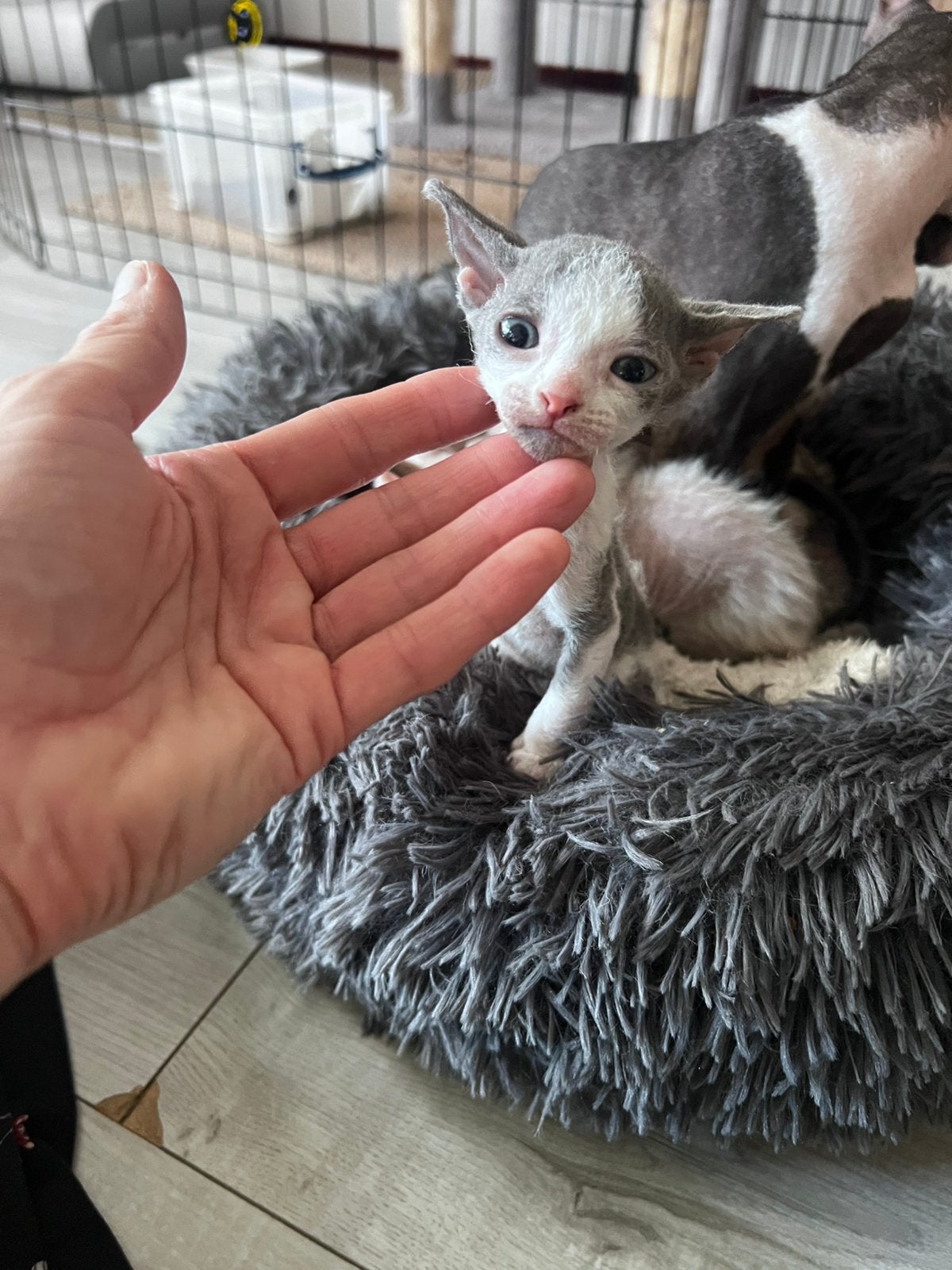 X devon rex met mini zeer korte vacht bijna haarloos, Meerdere dieren