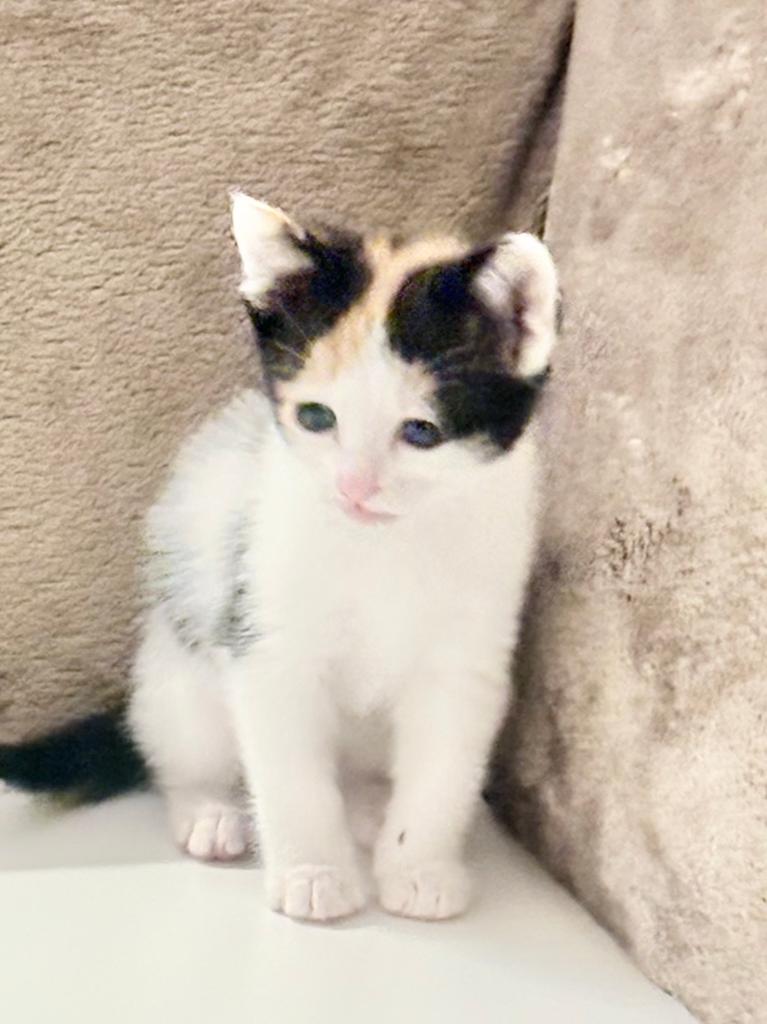 Kittens cyber en calico, Dieren en Toebehoren, Katten en Kittens | Overige Katten, Poes, Kortharig, 0 tot 2 jaar