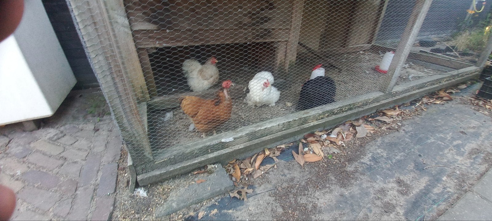 Kippen, Dieren en Toebehoren, Pluimvee, Vrouwelijk, Kip